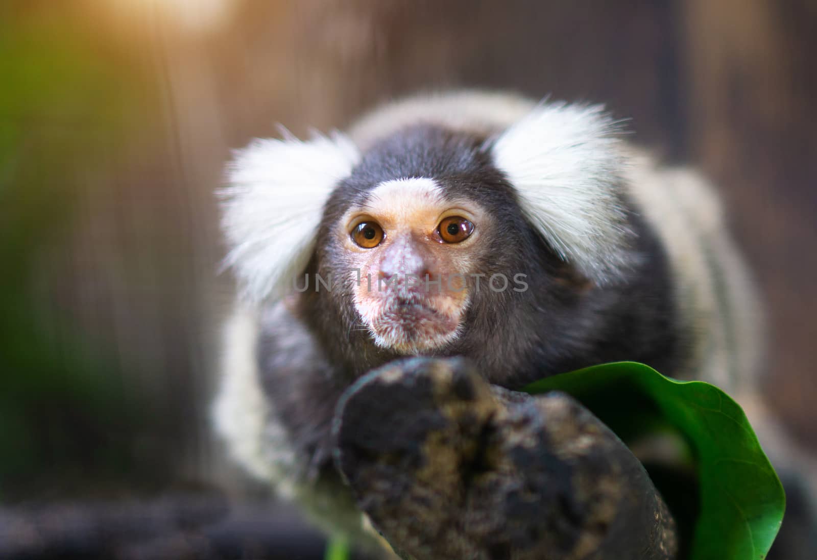 Portrait of white tufted-eared marmoset monkey in the zoo.