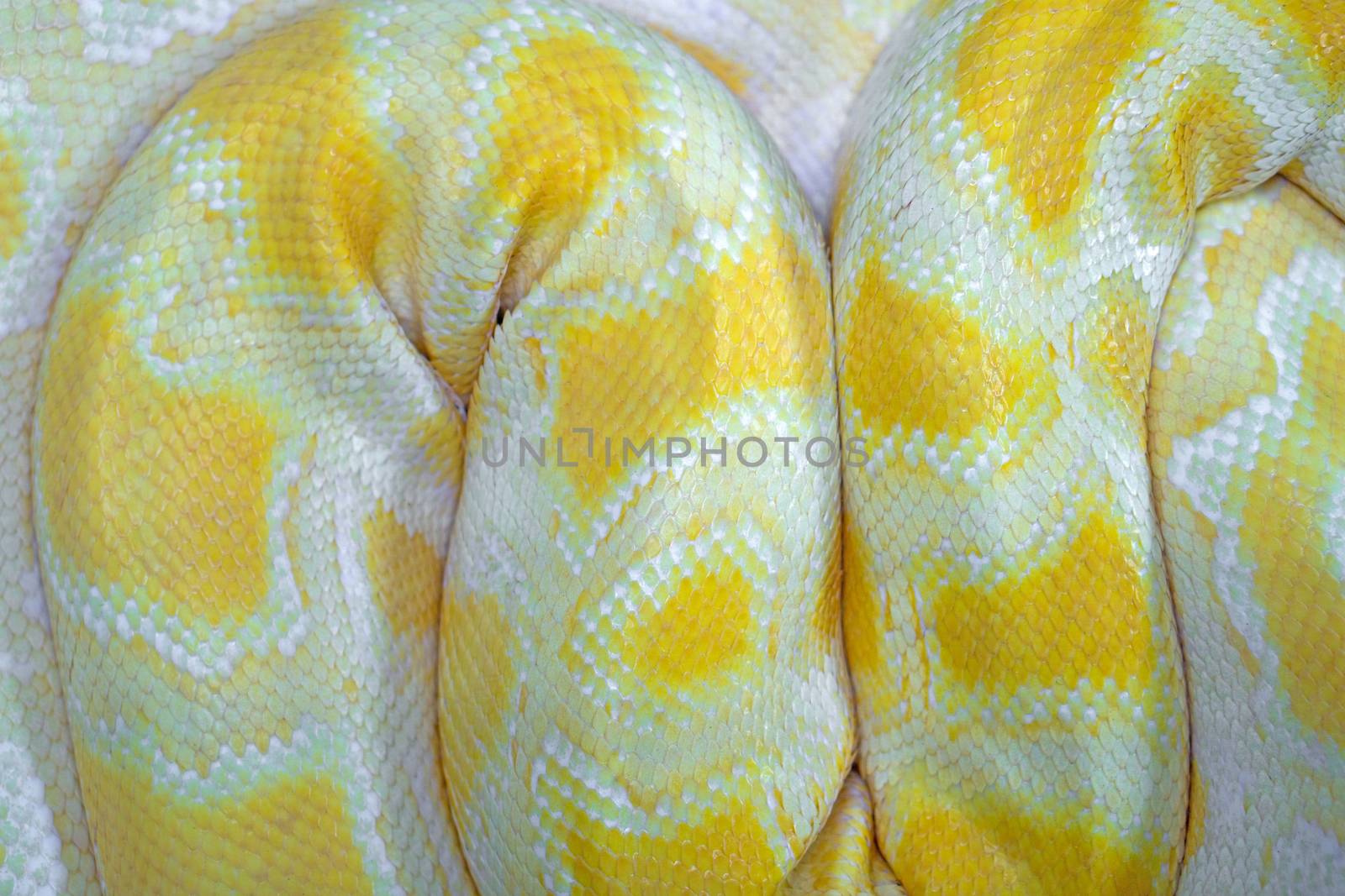 Full Frame Shot Of Yellow Snake Skin by pkproject