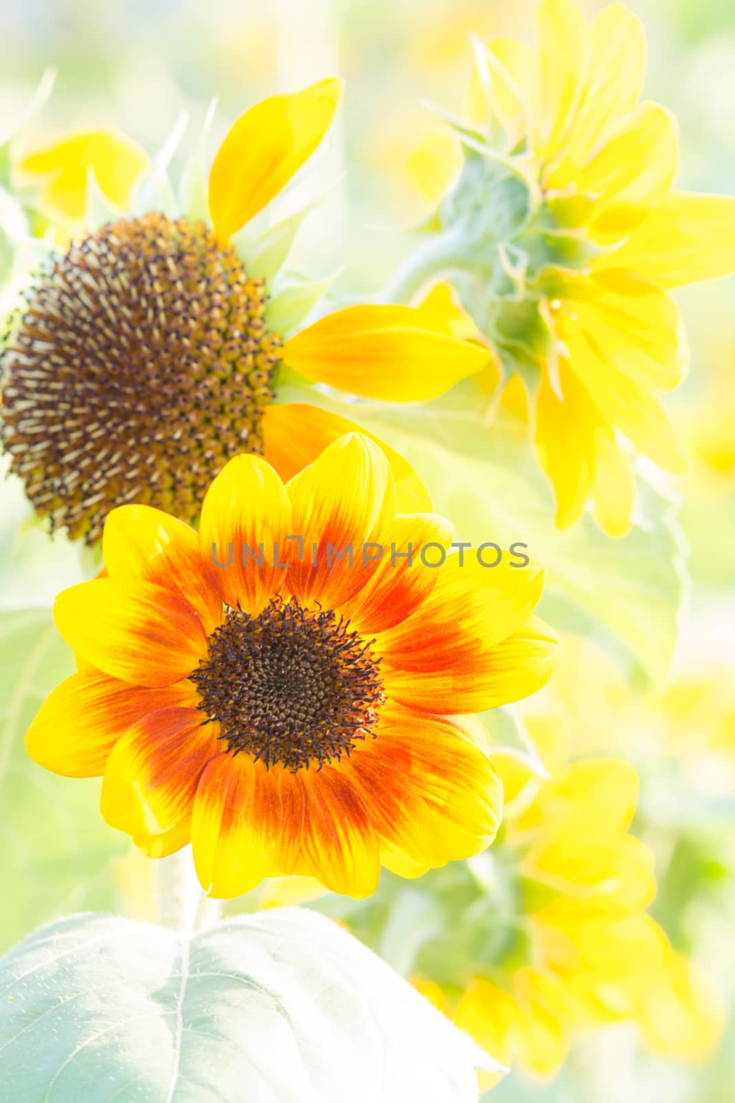 Soft, selective focus of sunflower (helianthus), blurry flower f by yuiyuize