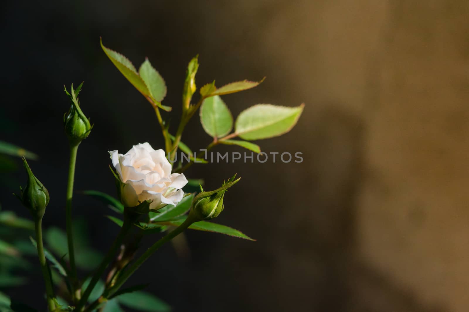 Rose and warm light in garden background , beautiful moments of  by yuiyuize