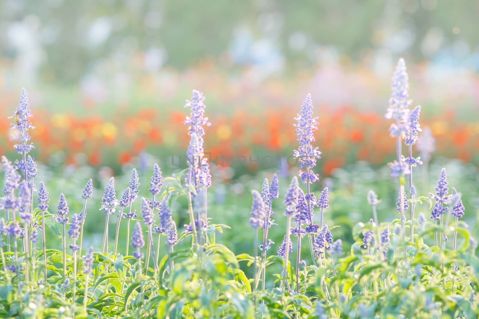 Soft, selective focus of blue salvia, blurry flower for backgrou by yuiyuize