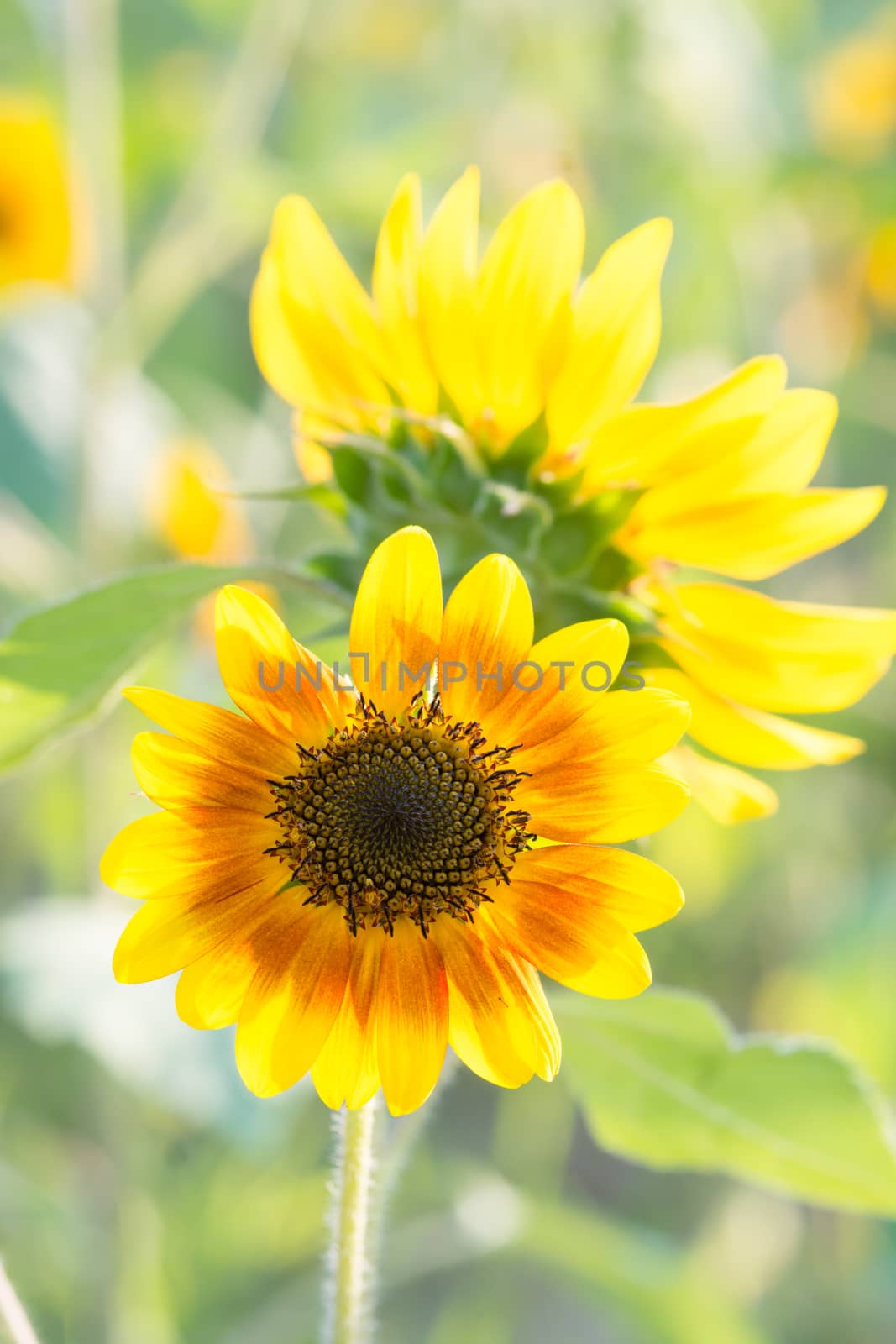 Soft, selective focus of sunflower (helianthus), blurry flower for background, colorful plants 
