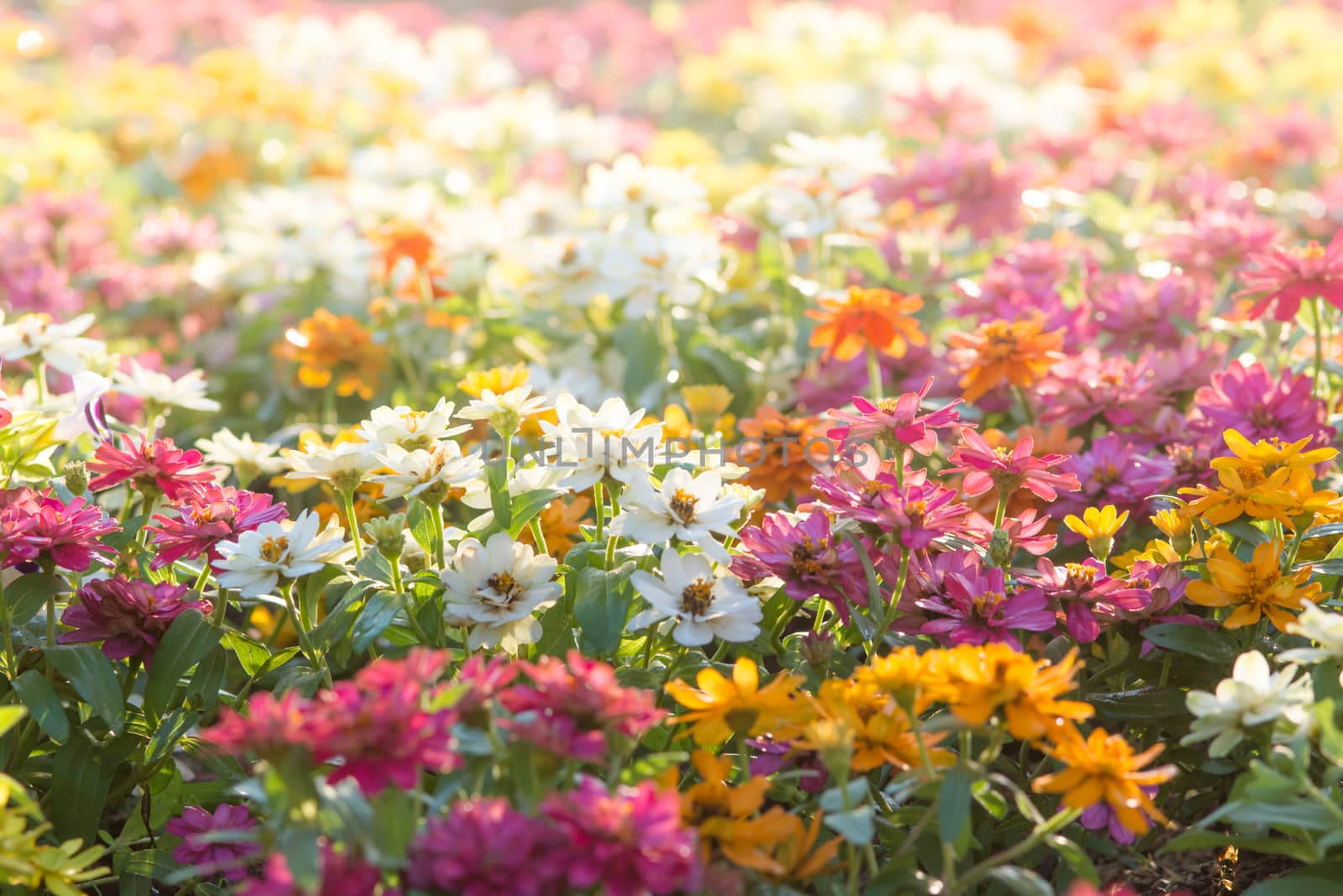 Soft, selective focus of zinnia, blurry flower for background, colorful plants 
