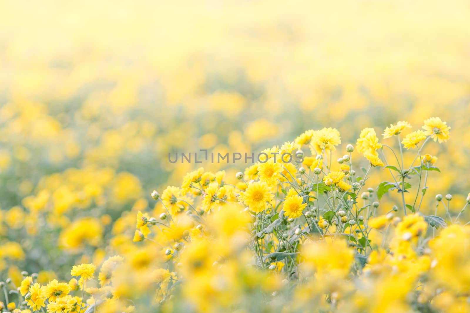 Yellow chrysanthemum flowers, chrysanthemum in the garden. Blurry flower for background, colorful plants
