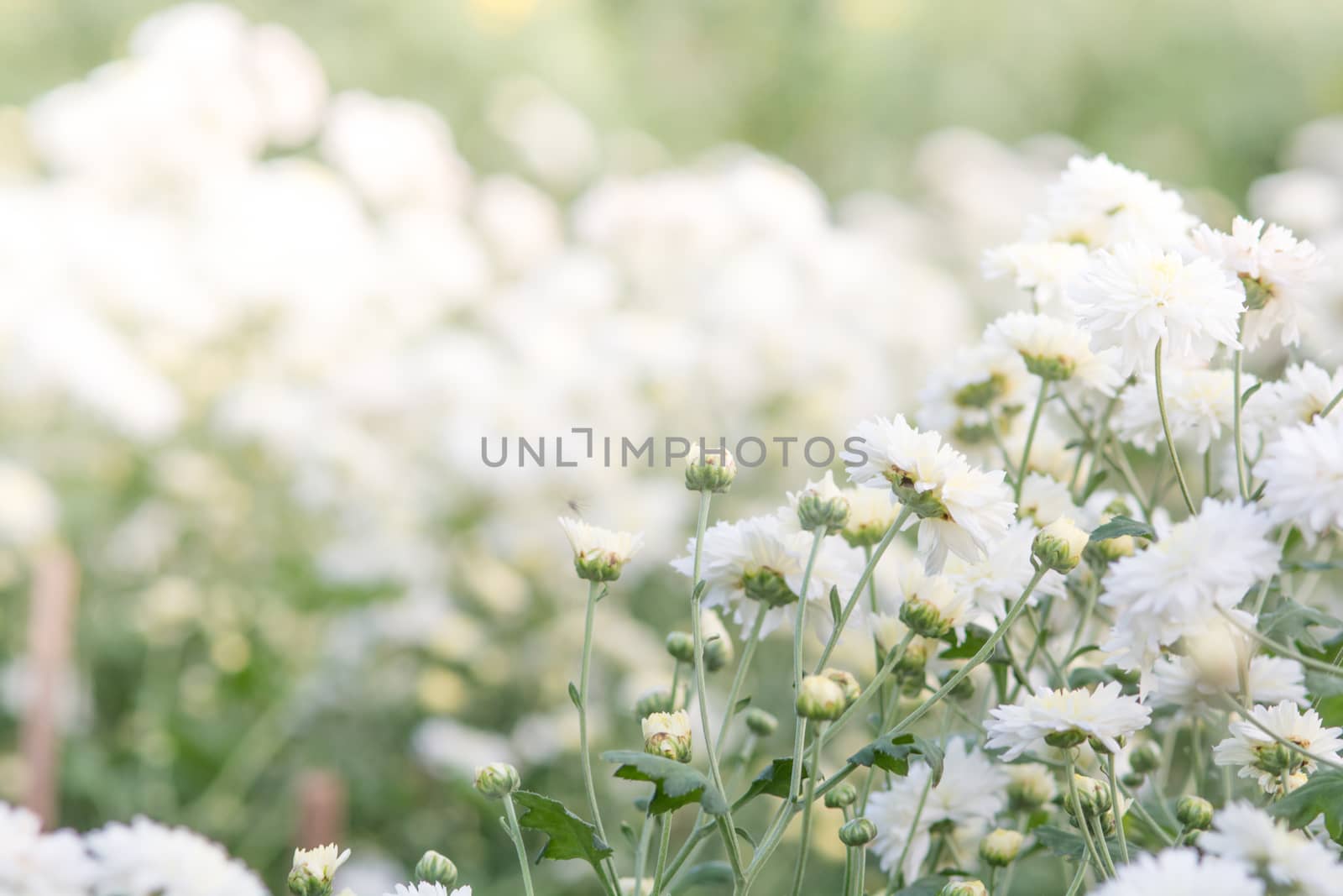 white chrysanthemum flowers, chrysanthemum in the garden. Blurry flower for background, colorful plants
