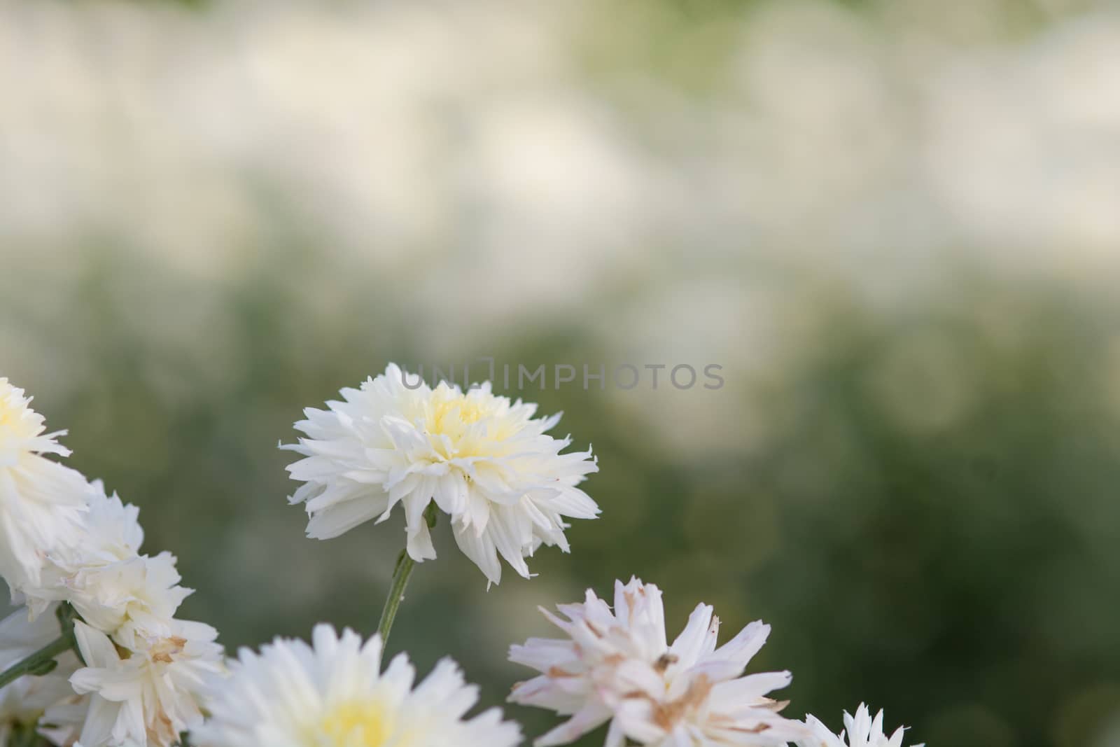 white chrysanthemum flowers, chrysanthemum in the garden. Blurry by yuiyuize