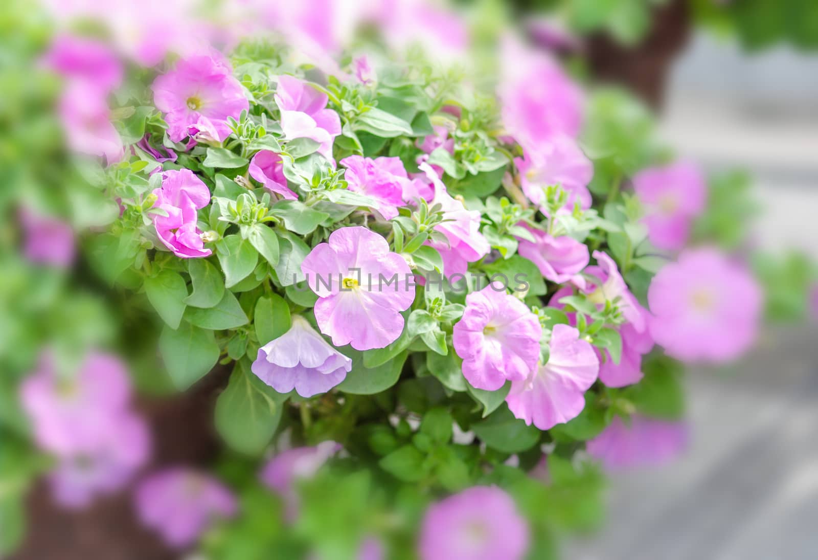 Colorful petunia flowers, Grandiflora is the most popular variet by yuiyuize