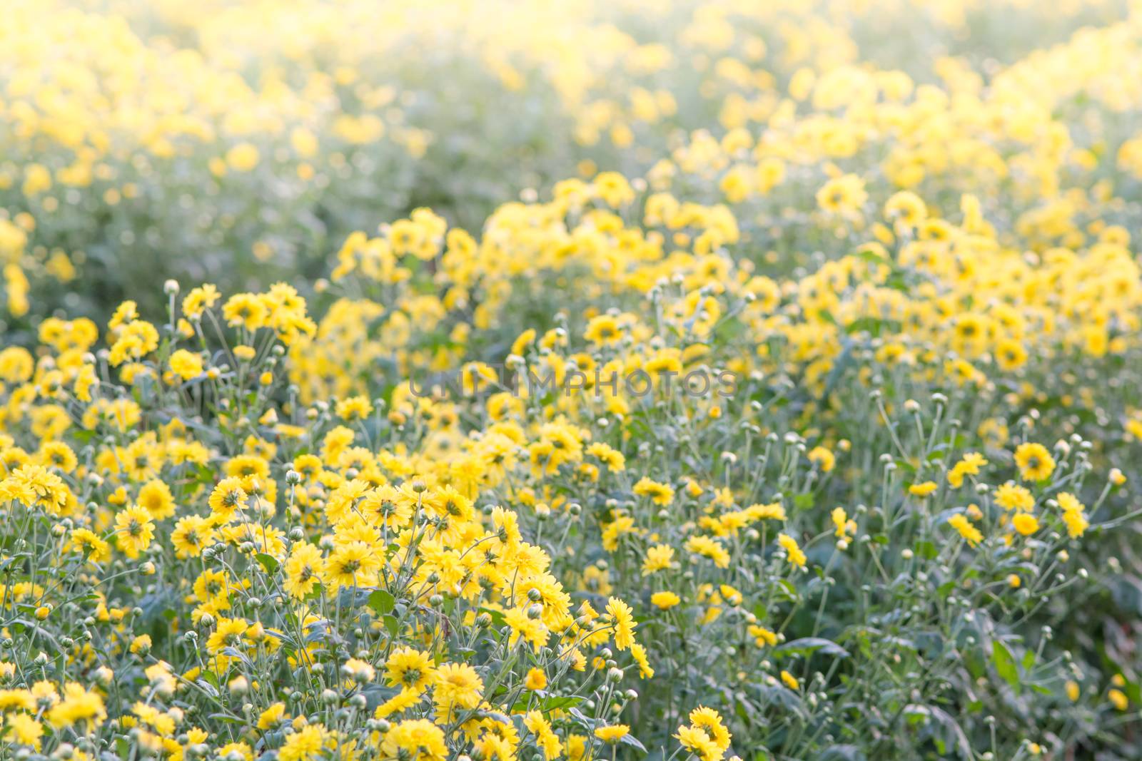 Yellow chrysanthemum flowers, chrysanthemum in the garden. Blurr by yuiyuize