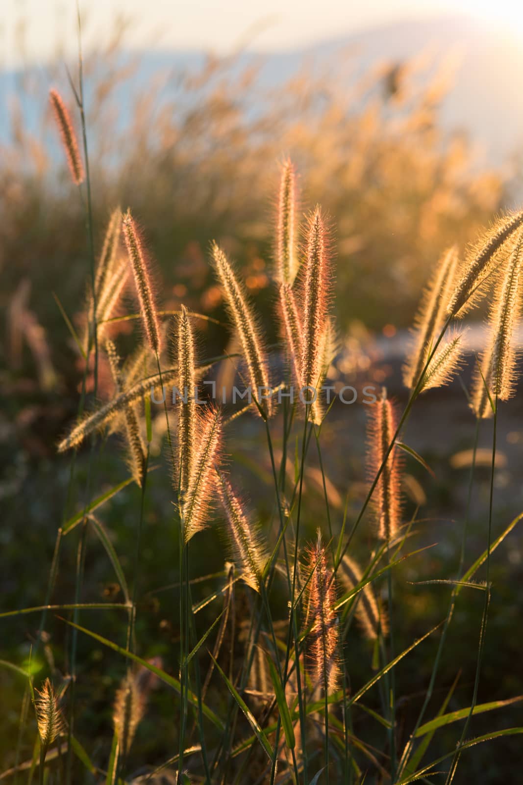 Blurry grass on a background of a field by yuiyuize