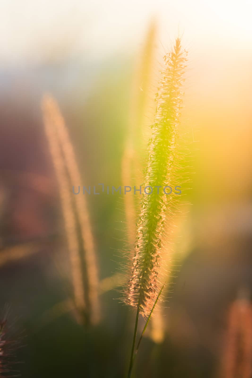 Blurry grass on a background of a field by yuiyuize