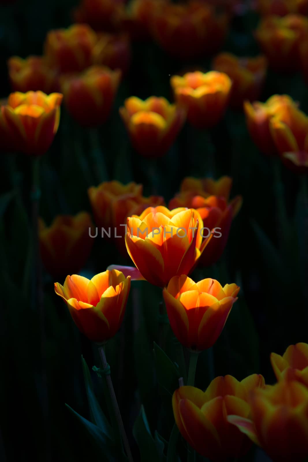 Tulip in spring with soft focus, unfocused blurred spring Tulip, bokeh flower background, pastel and soft flower background.
