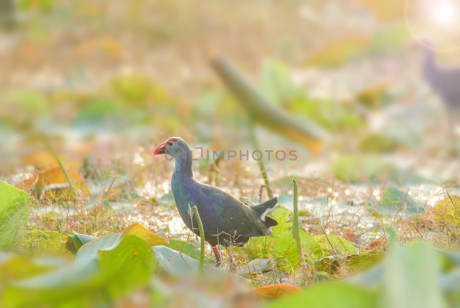 Blurry Purple Swamphen, birds background. It is a large rail, mainly dusky black above, with a broad dark blue collar, and dark blue to purple below.
