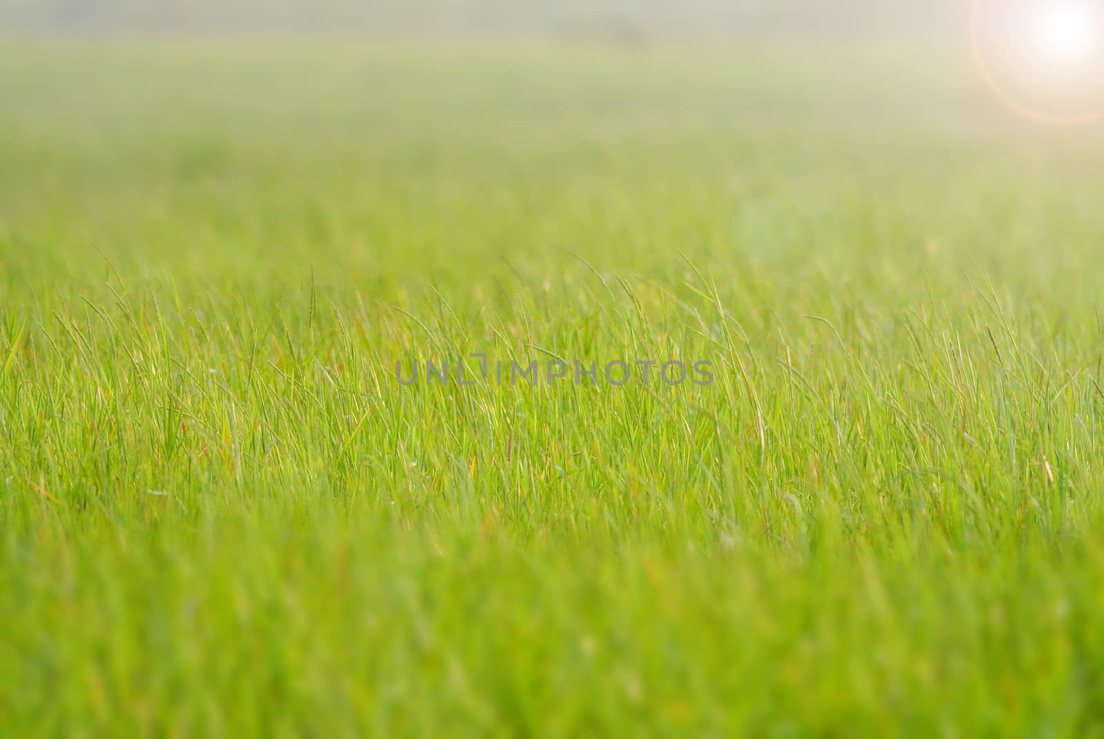 Blurry grass on a background of a field

