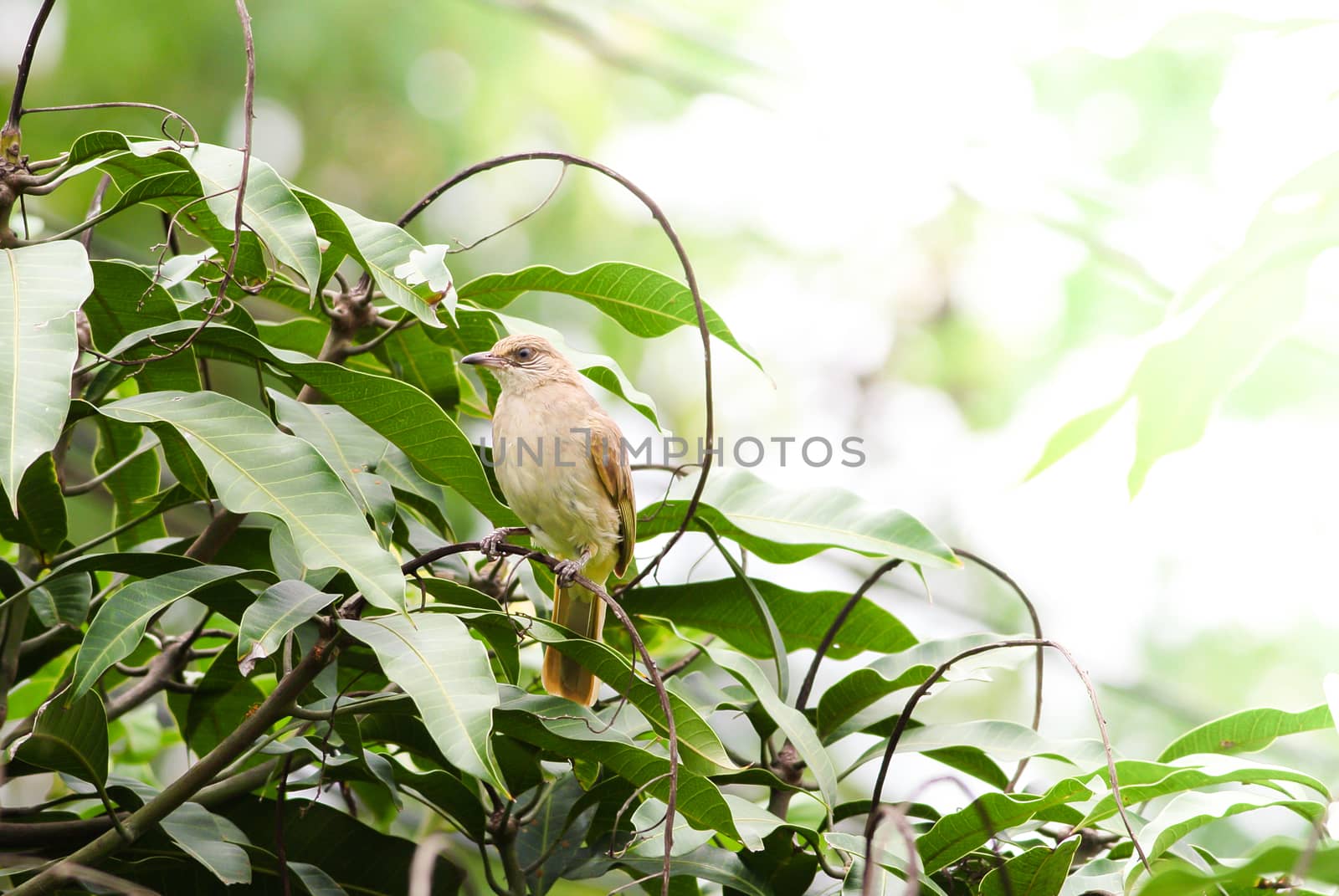 Streak-eared bulbul's stand​ing on branches​ in the forest.  by yuiyuize