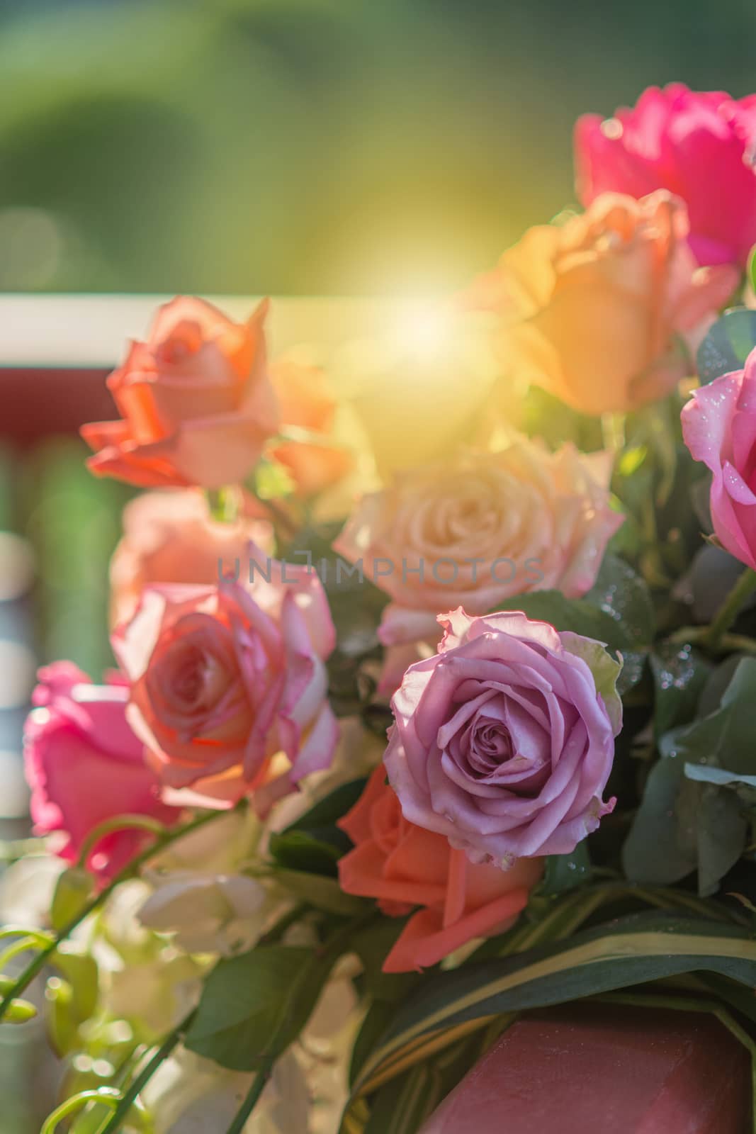 Rose and warm light in garden background , beautiful moments of  by yuiyuize