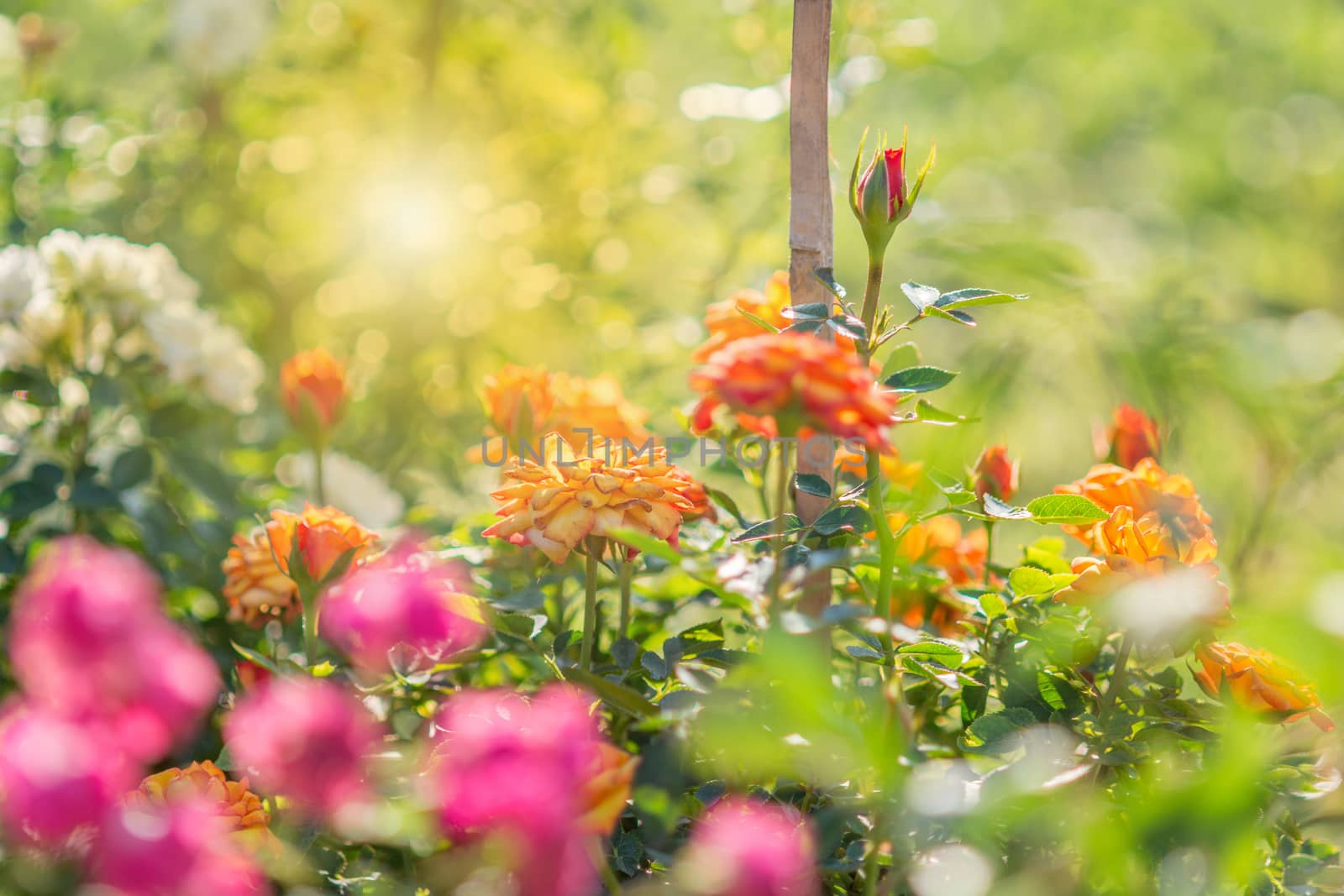 Rose and warm light in garden background , beautiful moments of love and happy life.
