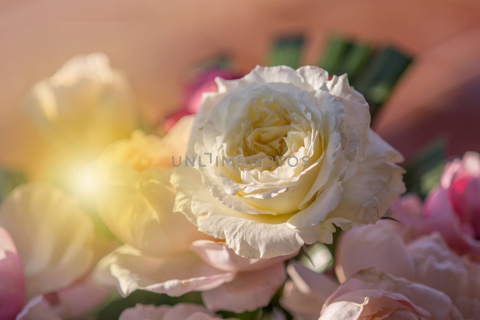 Rose and warm light in garden background , beautiful moments of  by yuiyuize