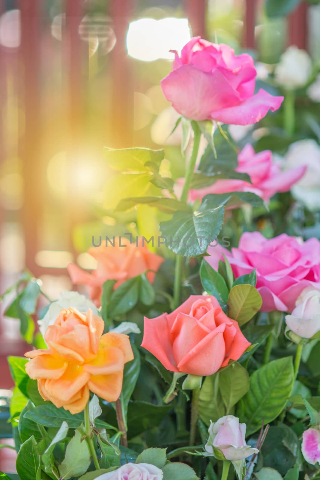 Blurry rose and warm light in garden background , beautiful moments of love and happy life.
