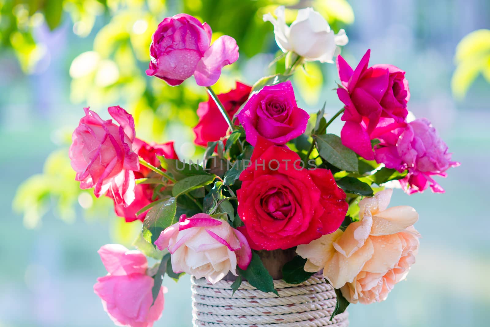 Rose and warm light in garden background , beautiful moments of  by yuiyuize