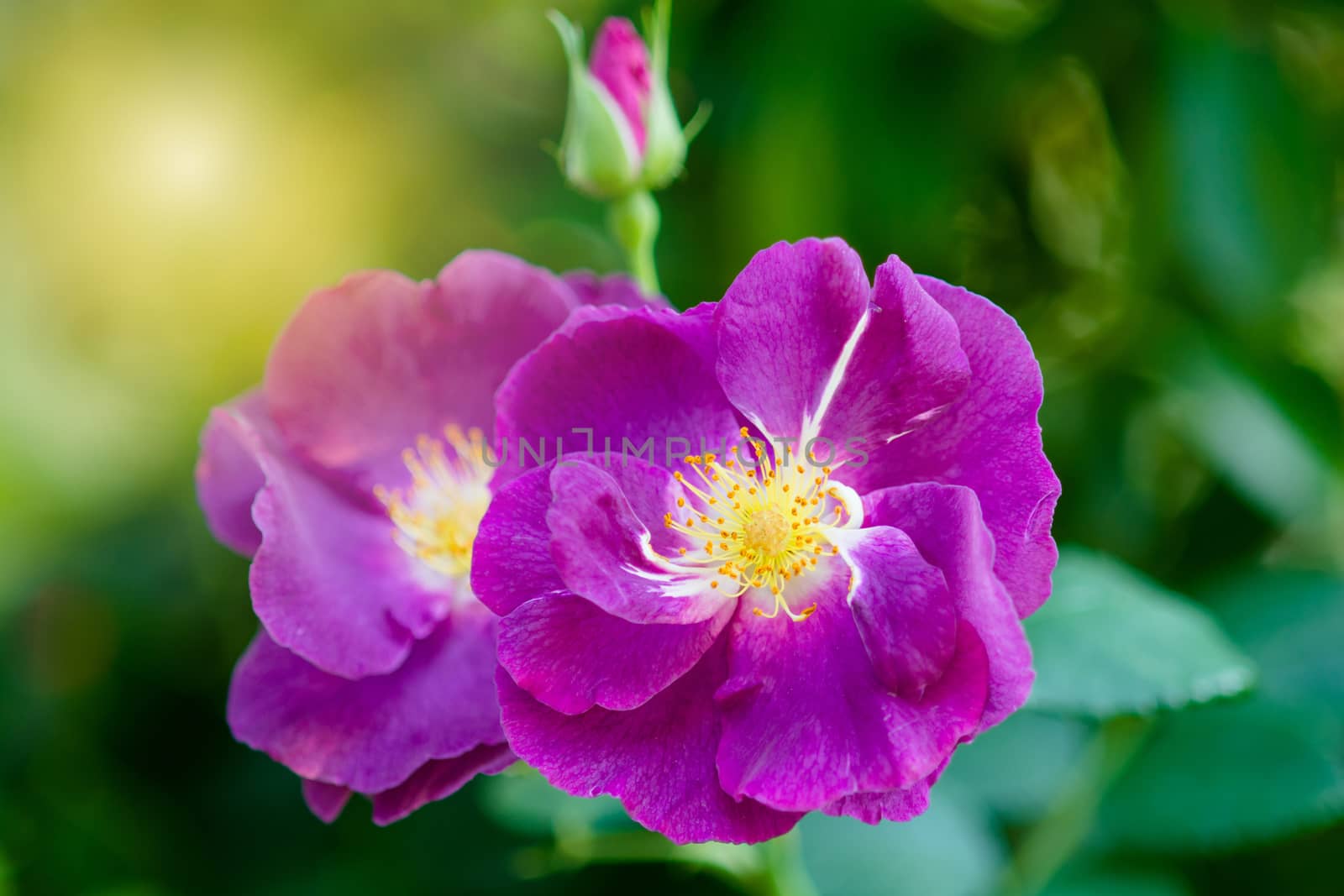 Rose and warm light in garden background , beautiful moments of  by yuiyuize