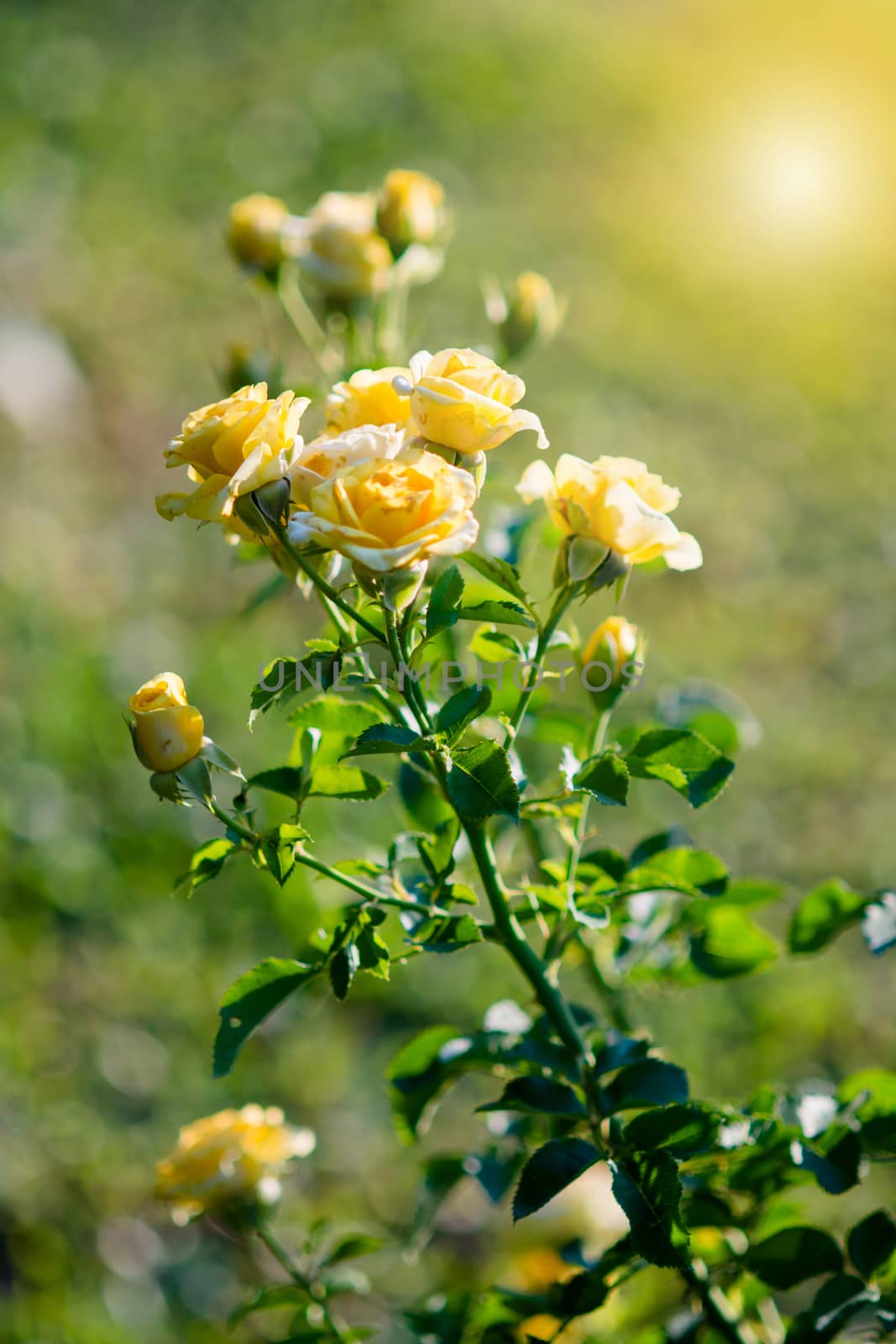 Rose and warm light in garden background , beautiful moments of love and happy life.
