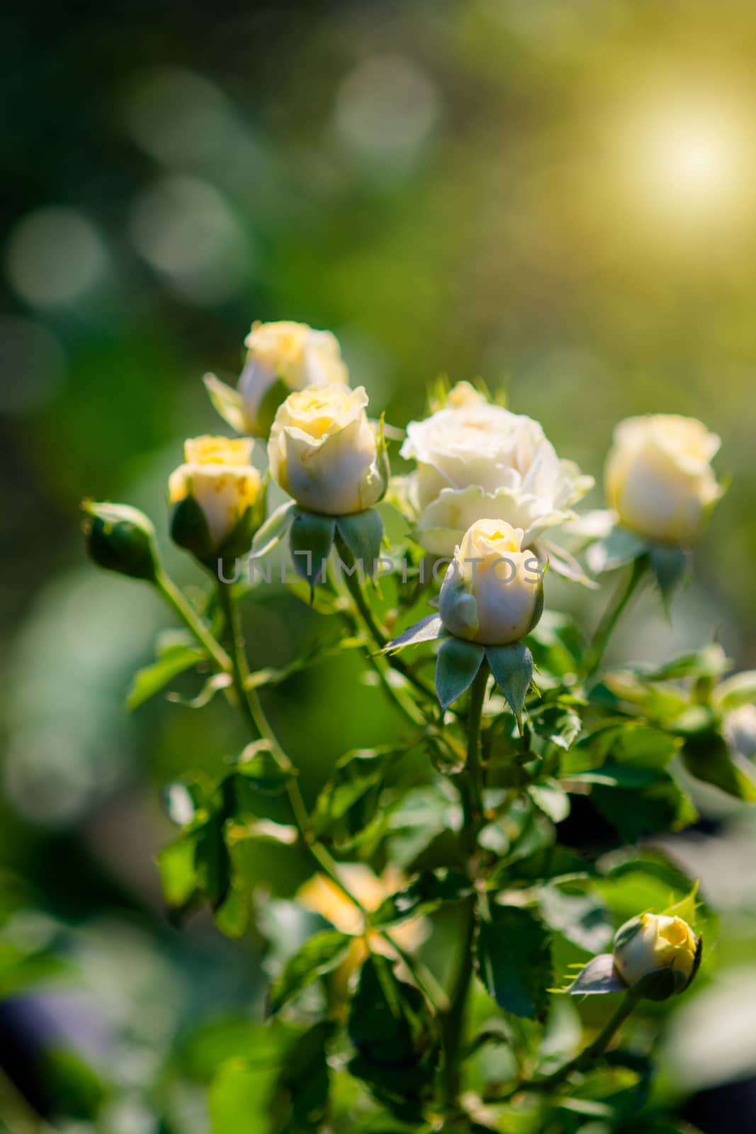 Rose and warm light in garden background , beautiful moments of love and happy life.
