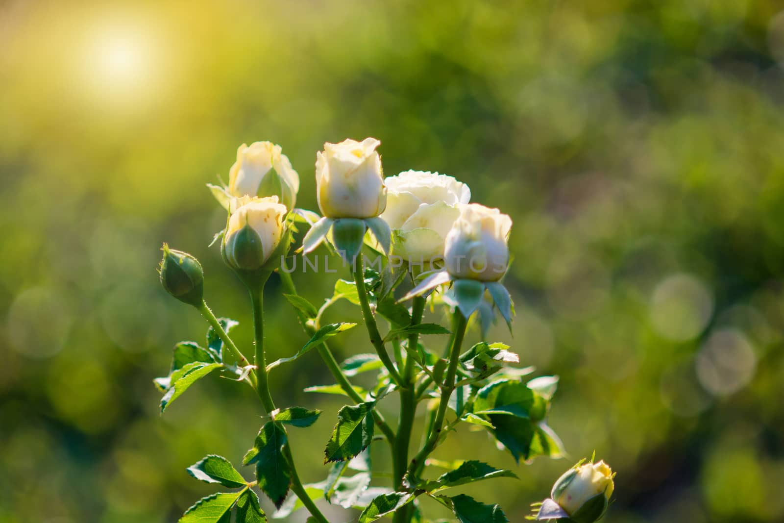 Rose and warm light in garden background , beautiful moments of  by yuiyuize