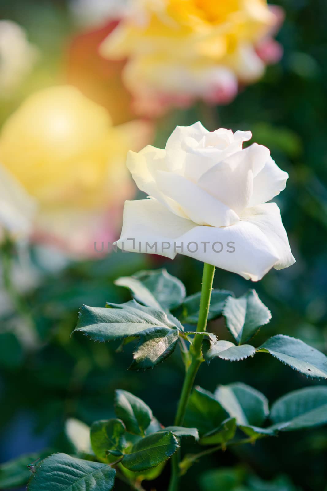 Rose and warm light in garden background , beautiful moments of love and happy life.
