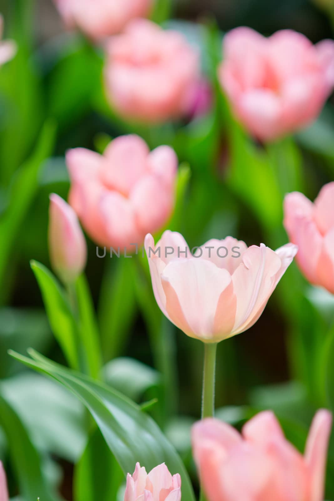 Tulip in spring with soft focus, unfocused blurred spring Tulip, bokeh flower background, pastel and soft flower background.
