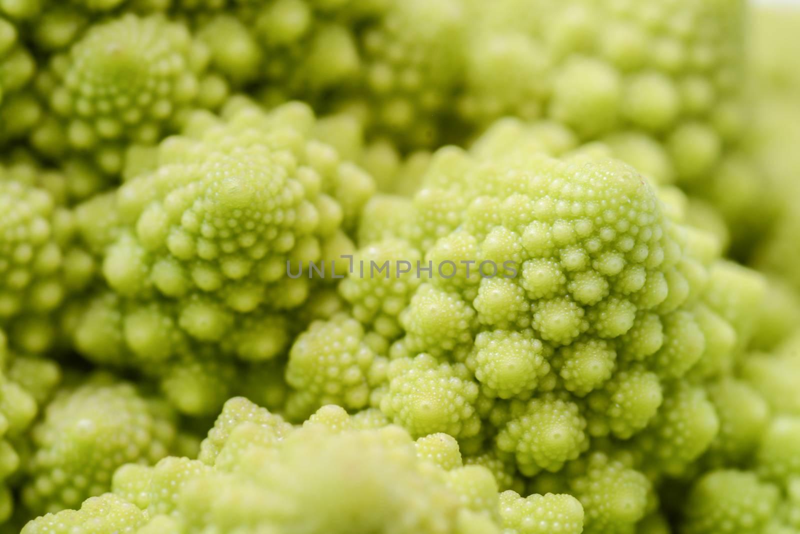 Roman cauliflower isolated on white background, it is an edible flower bud of the species Brassica oleracea. First documented in Italy, it is chartreuse in color.