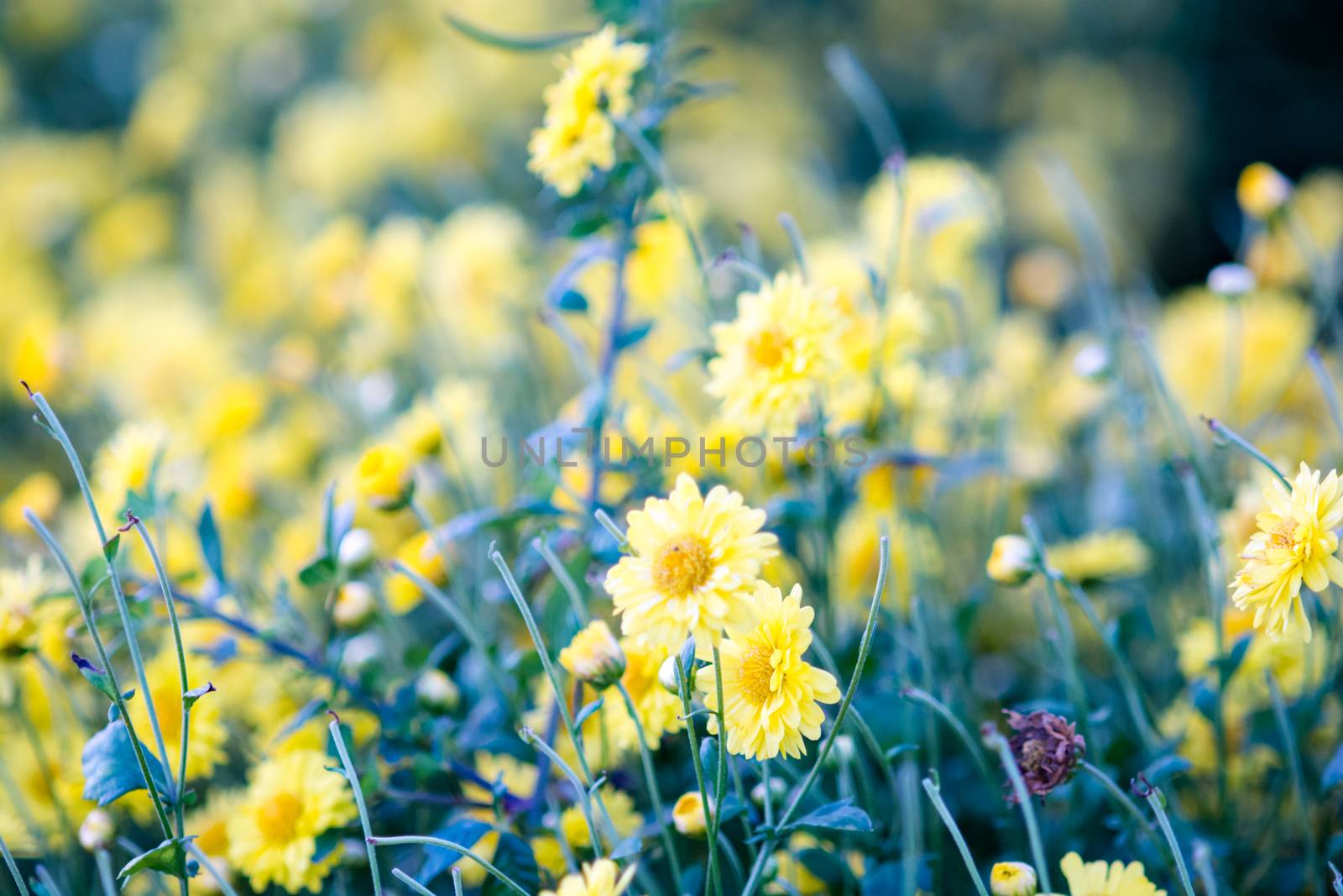 Yellow chrysanthemum flowers, chrysanthemum in the garden. Blurr by yuiyuize