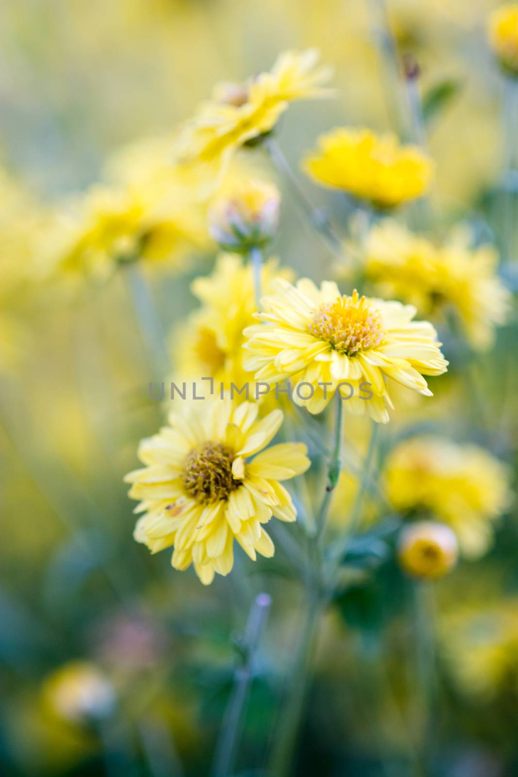 Yellow chrysanthemum flowers, chrysanthemum in the garden. Blurry flower for background, colorful plants
