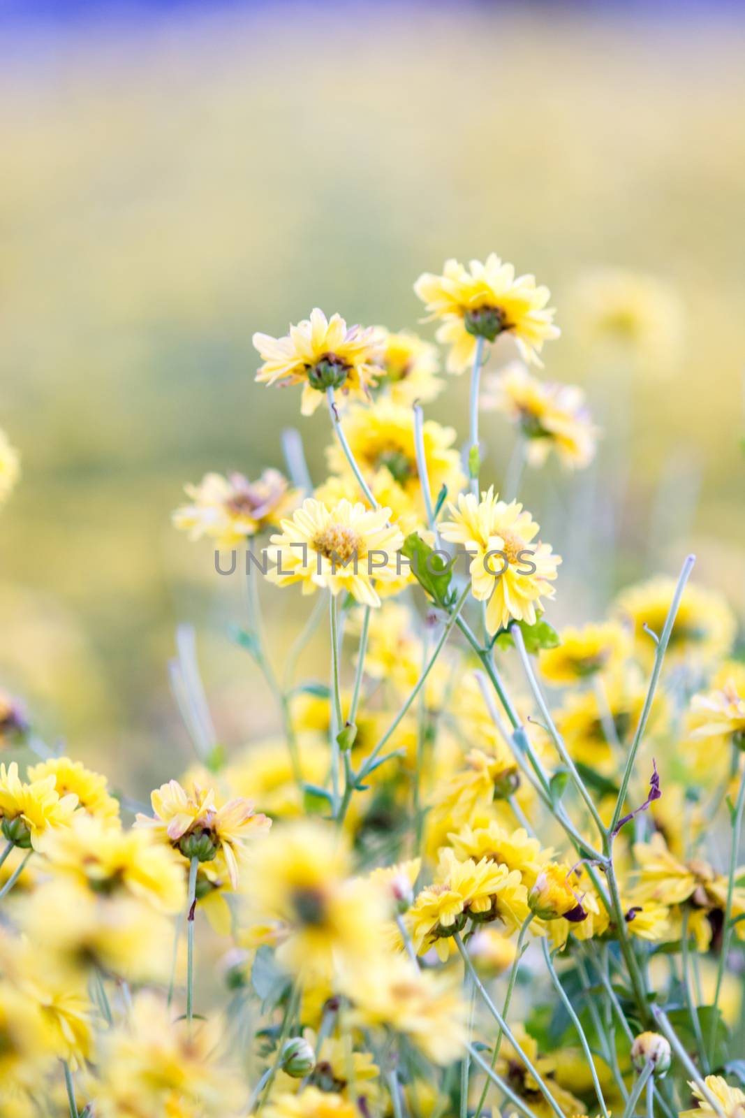 Yellow chrysanthemum flowers, chrysanthemum in the garden. Blurry flower for background, colorful plants
