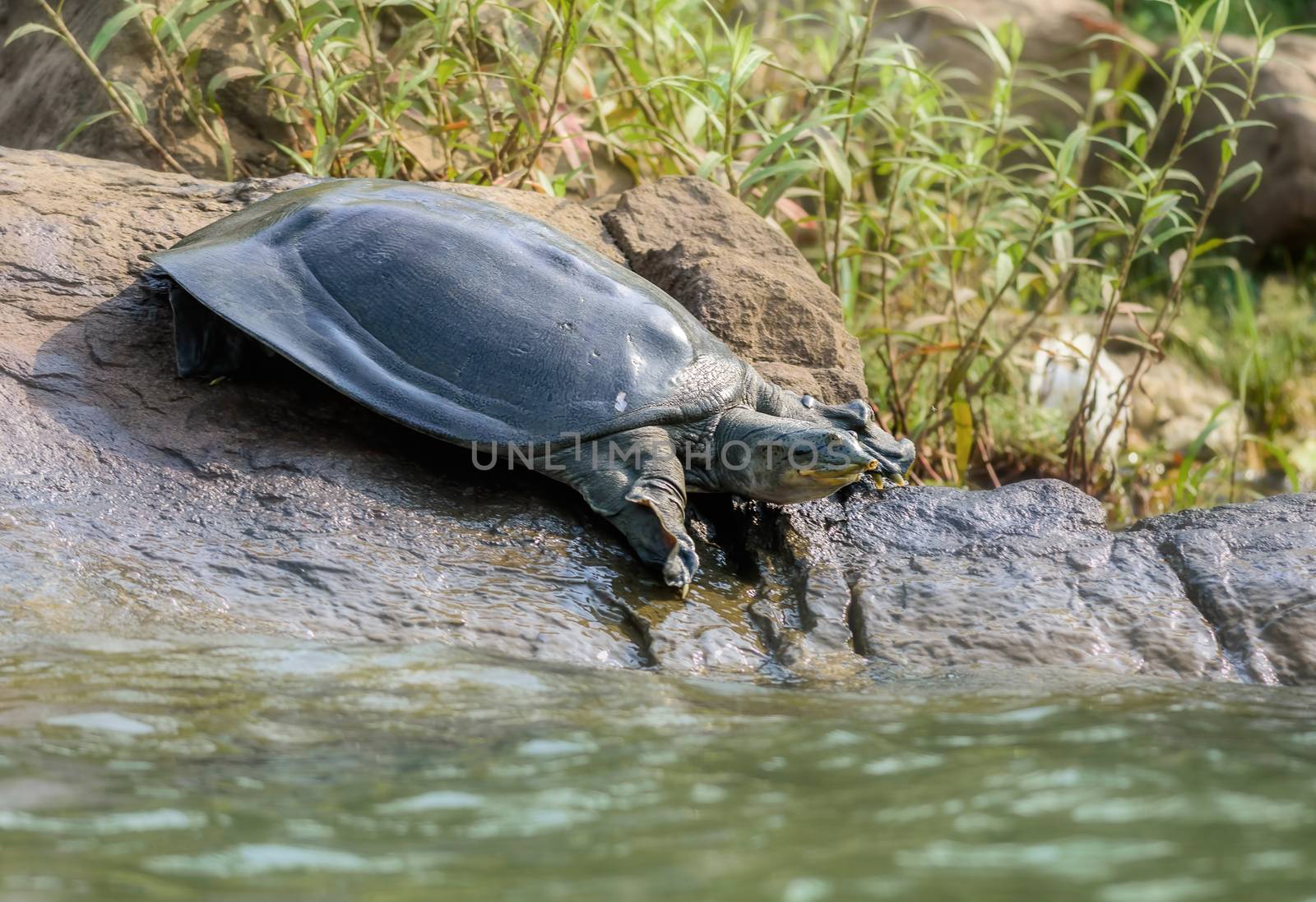 Indian Softshell Turtle aka Gangetic Softshell turtle, Nilssonia gangetica, sun bathing on a rock on the bank of Mahanadi River, with copy space