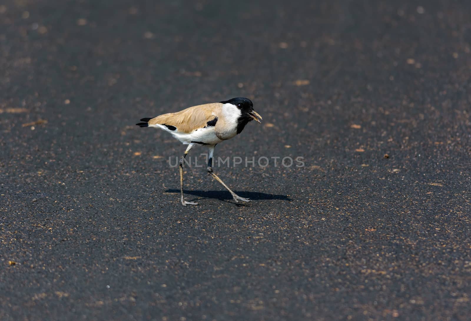 Medium sized bird, River Lapwing, Vanellus duvaucelii, feeding on ground, copy space