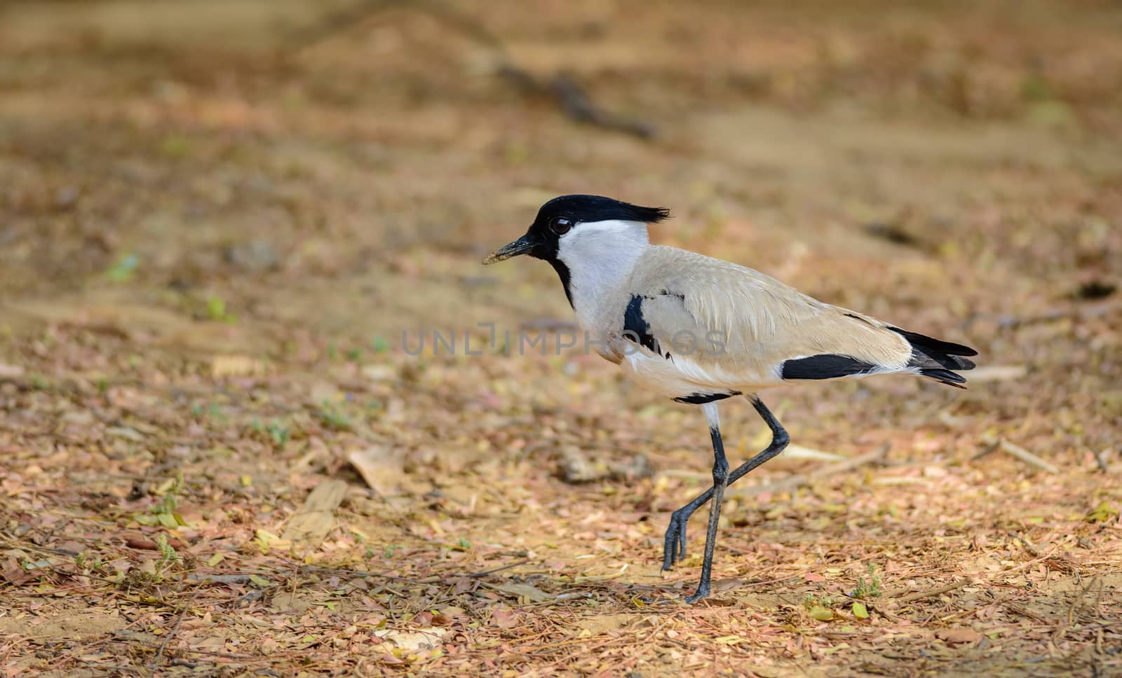 Medium sized bird, River Lapwing, Vanellus duvaucelii, feeding on ground, copy space