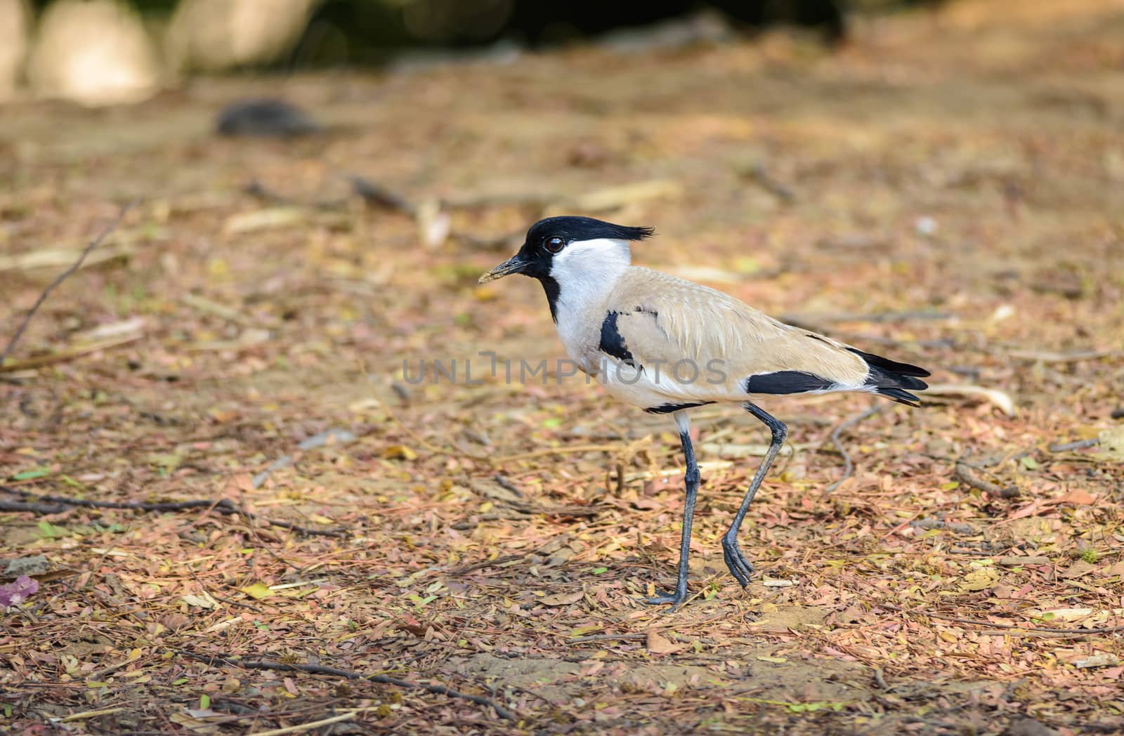Medium sized bird, River Lapwing, Vanellus duvaucelii, feeding on ground, copy space
