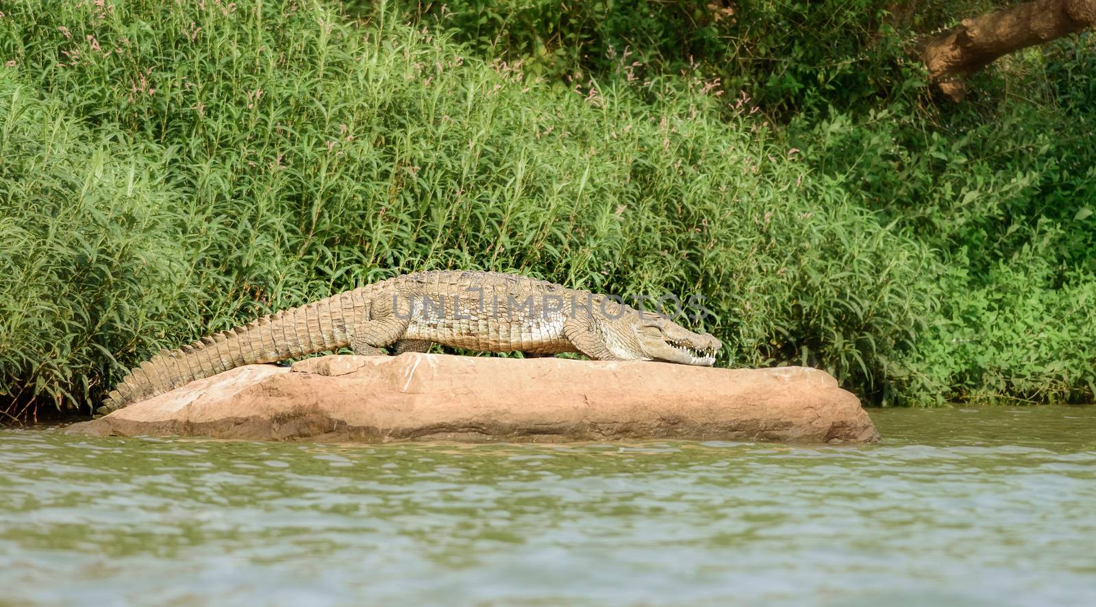 Mugger crocodile, Crocodylus palustris, in the sun,Mahanadi river bank inside Satkosia Tiger Reserve, copy space