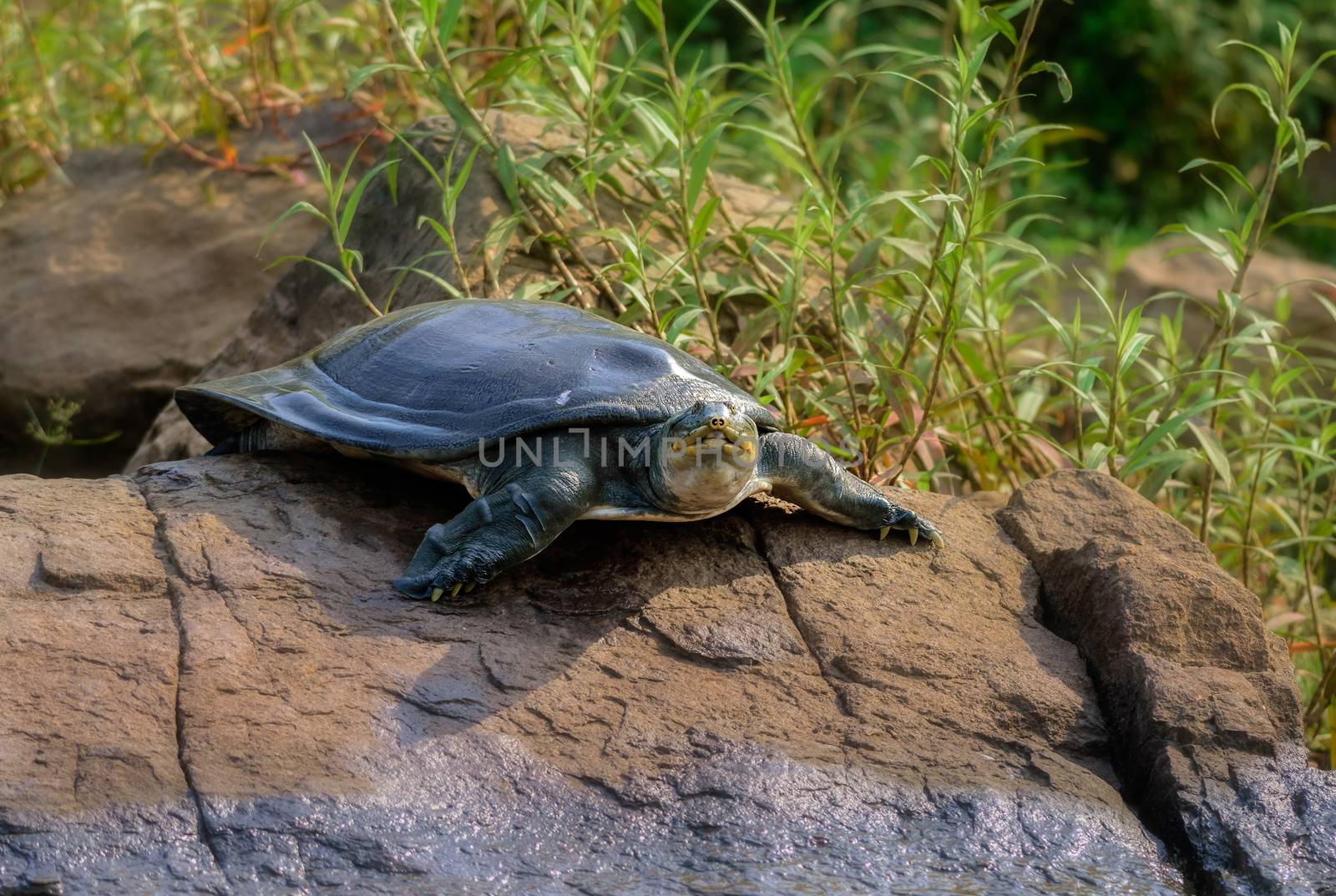 Indian Softshell Turtle aka Gangetic Softshell turtle, Nilssonia gangetica, sun bathing on a rock on the bank of Mahanadi River, with copy space