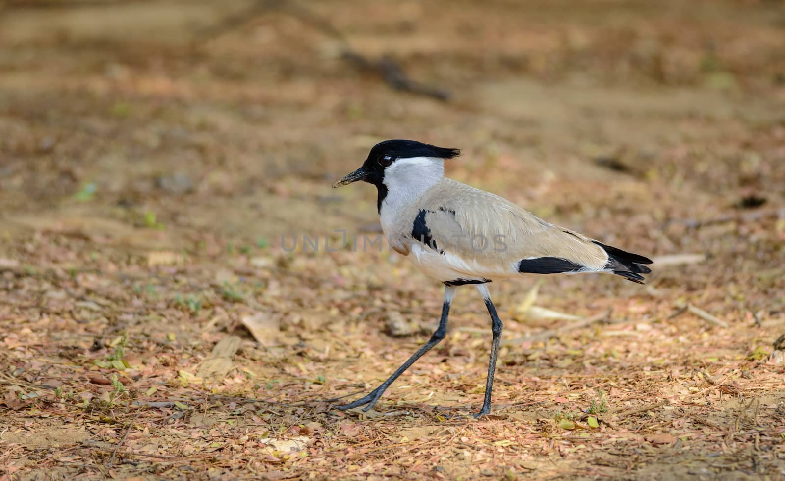 Medium sized bird, River Lapwing, Vanellus duvaucelii, feeding on ground, copy space