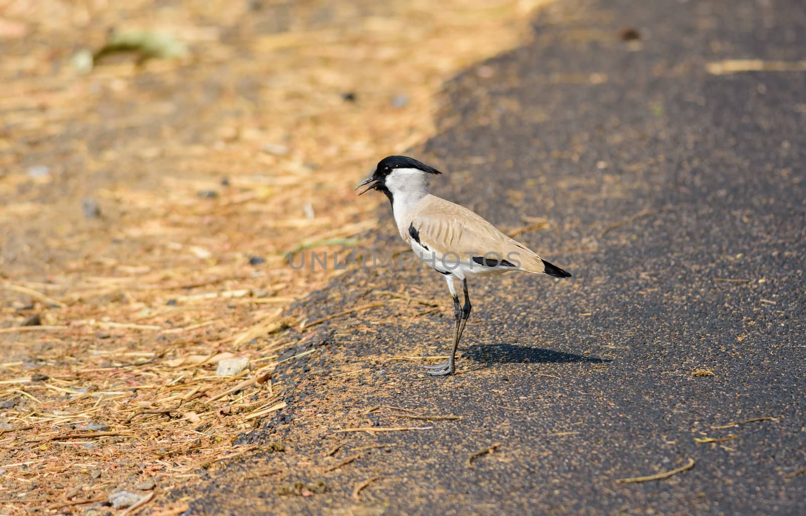 Medium sized bird, River Lapwing, Vanellus duvaucelii, feeding on ground, copy space