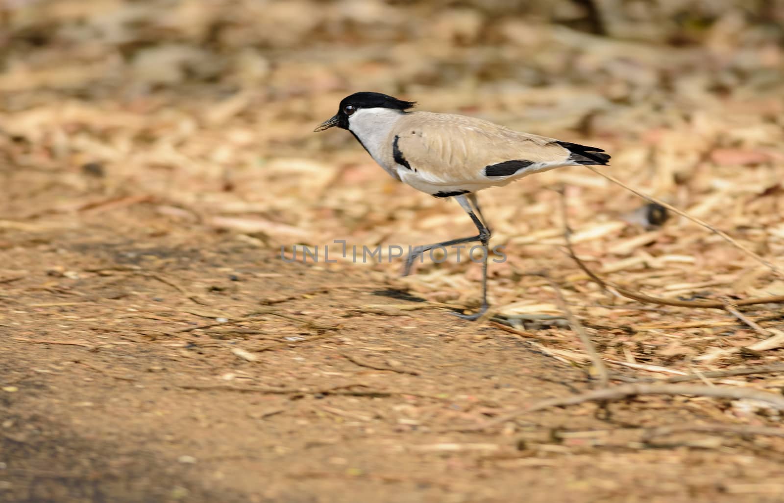 Medium sized bird, River Lapwing, Vanellus duvaucelii, feeding on ground, copy space