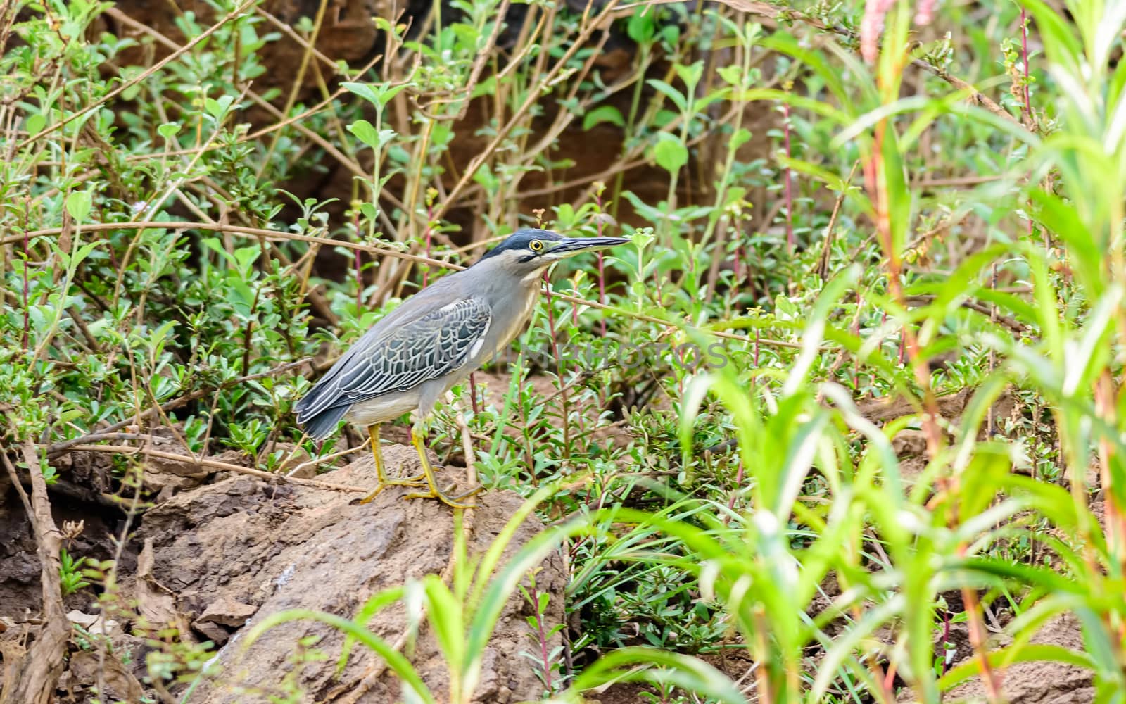 Medium sized bird, Striated Heron, Butorides striata perched on a rock with copy space