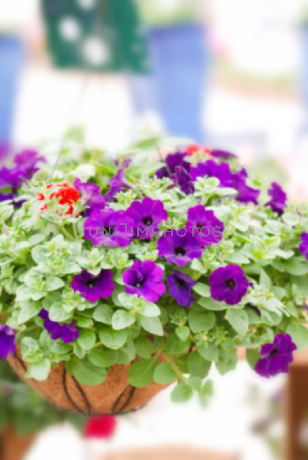 Colorful petunia flowers, Grandiflora is the most popular variet by yuiyuize