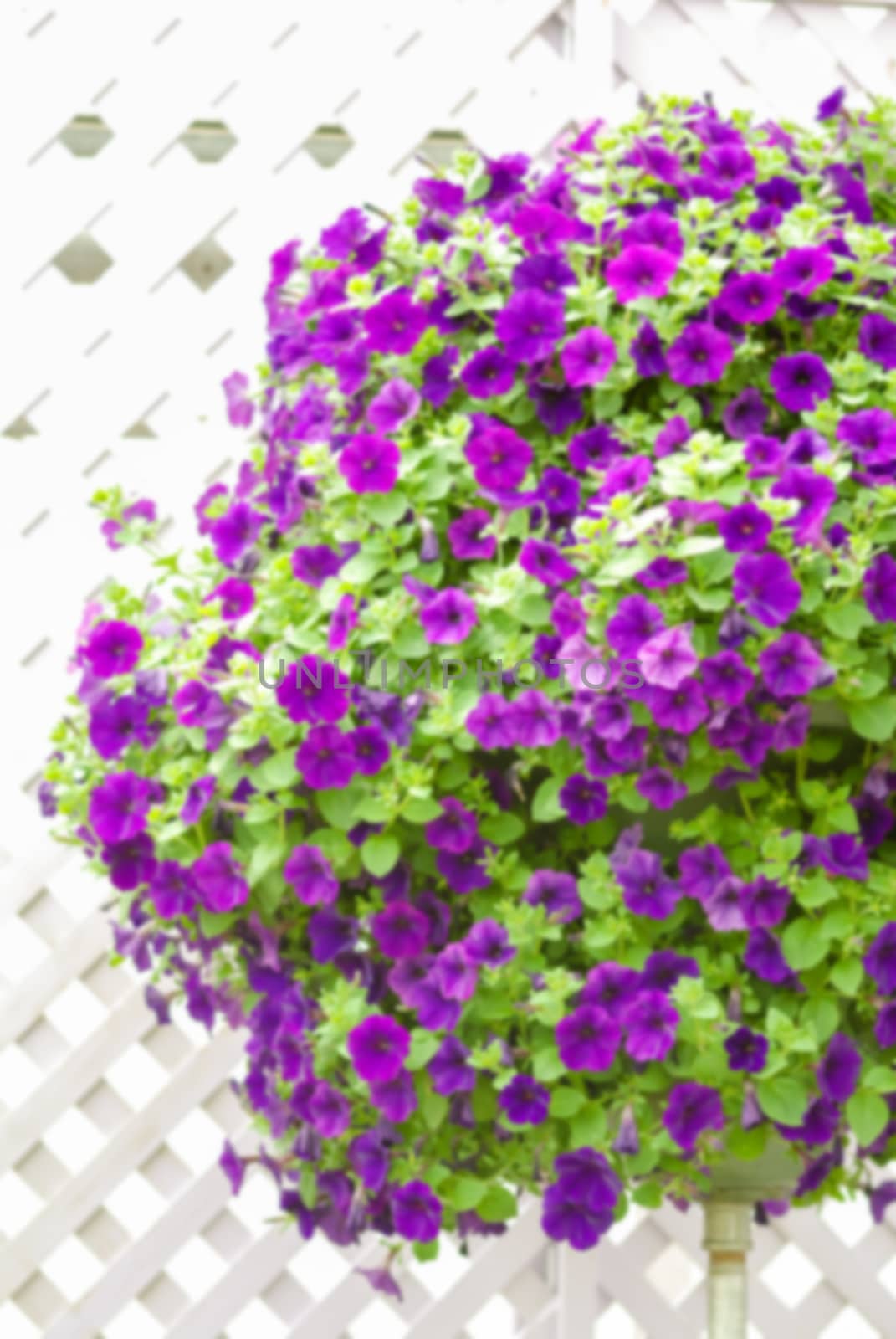 Colorful petunia flowers, Grandiflora is the most popular variet by yuiyuize