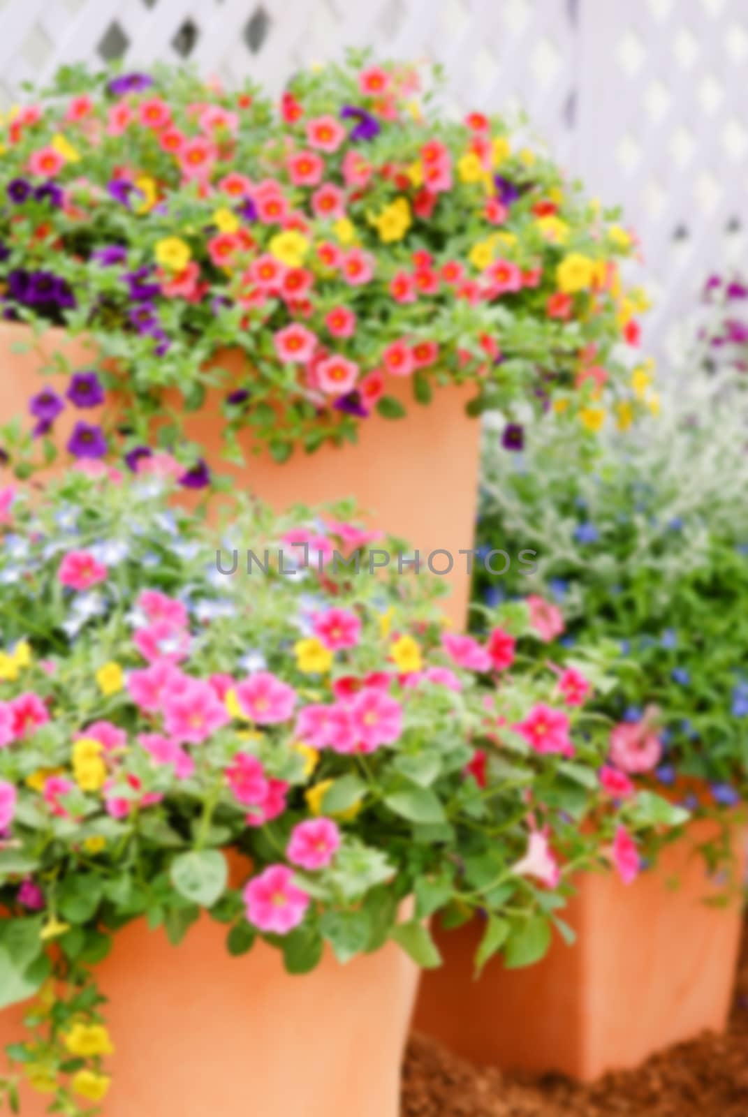 Colorful petunia flowers, Grandiflora is the most popular variety of petunia, with large single or double flowers that form mounds of colorful solid, striped, or variegated blooms.
