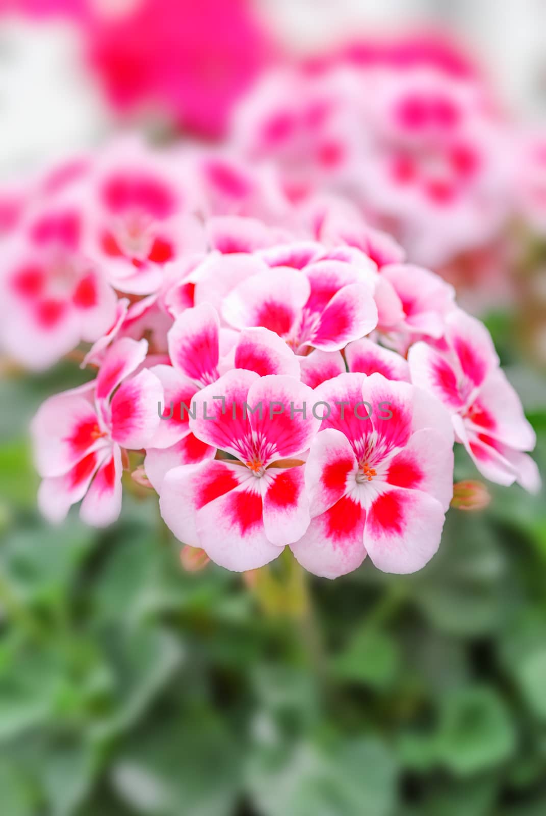 Geranium, Pelargonium plants in pot. Full bloom and ready for de by yuiyuize