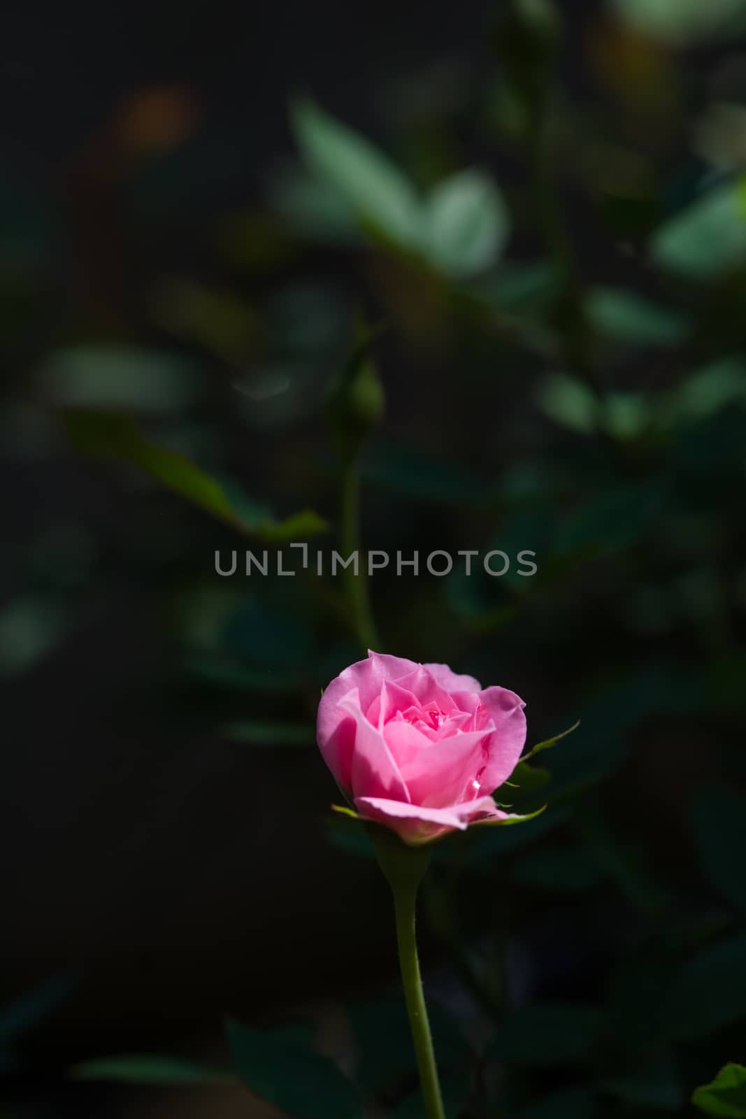 Rose and warm light in garden background , beautiful moments of love and happy life.
