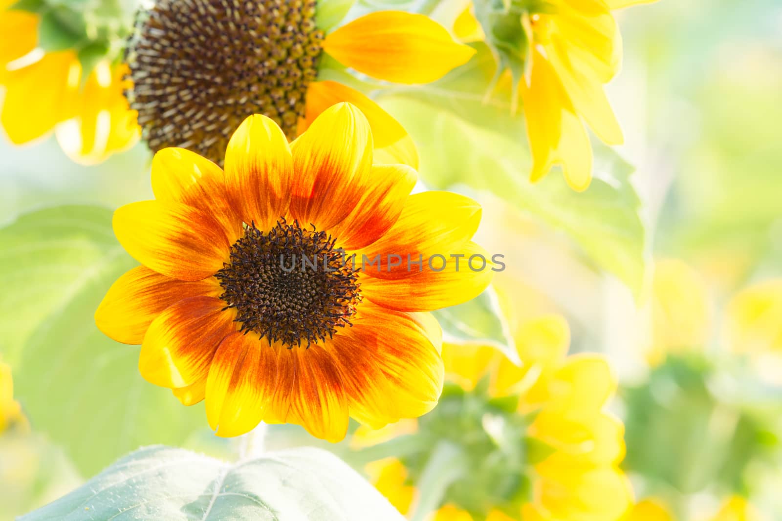 Soft, selective focus of sunflower (helianthus), blurry flower for background, colorful plants 
