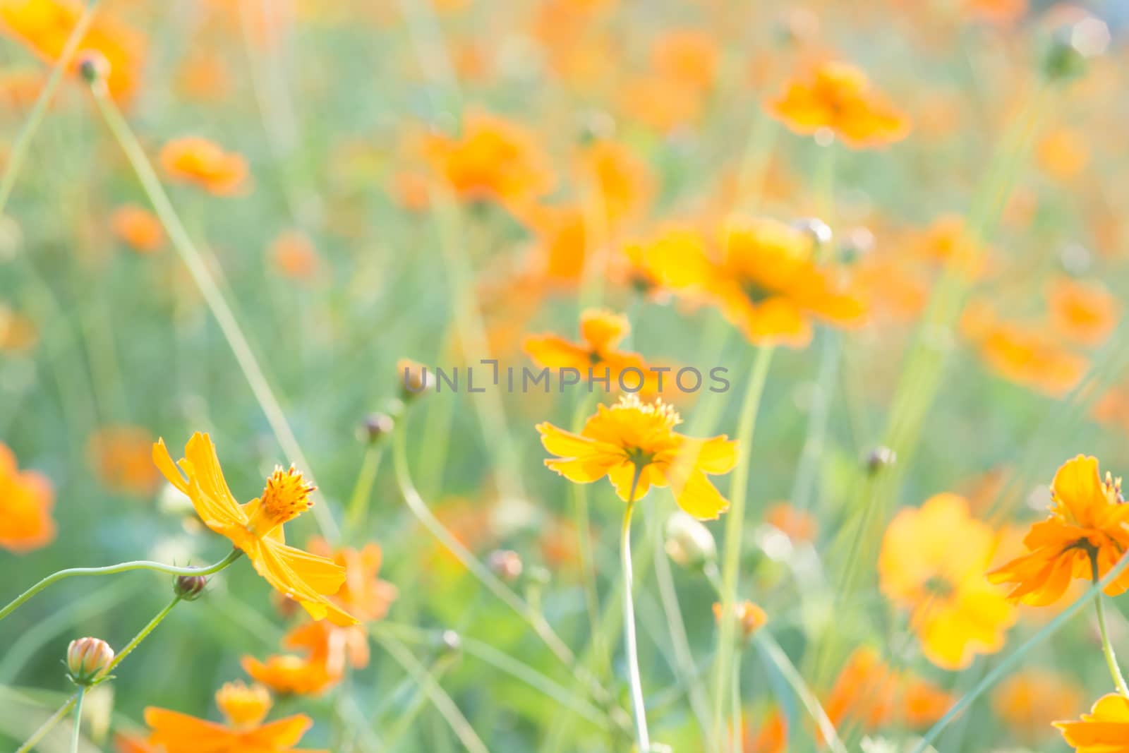 Soft, selective focus of cosmos, blurry flower for background, colorful plants 
